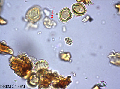 ISEM 2/Celastrus_undatus_12567/Celastrus_undatus_12567_0001(copy)_thumb.jpg